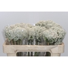 Ozothamnus Booming White