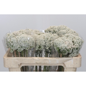 Ozothamnus Booming White