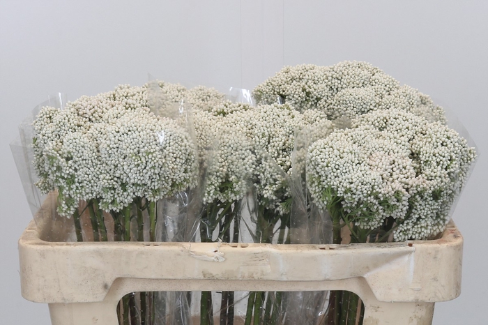Ozothamnus Booming White