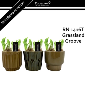 1416T - Grassland Groove (Tete a Tete)