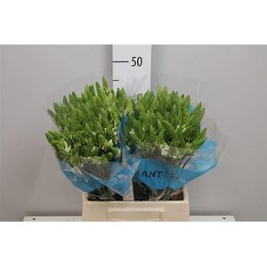 Ornit Thy Mount Fuji