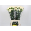 Dianthus St Rodas Creme