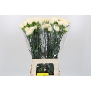 Dianthus St Rodas Creme