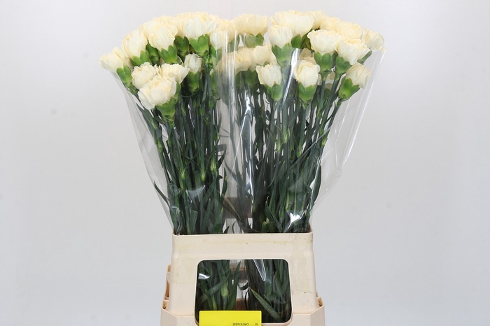 <h4>Dianthus St Rodas Creme</h4>