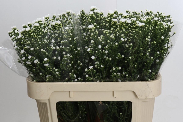 <h4>AST PAQUITA</h4>