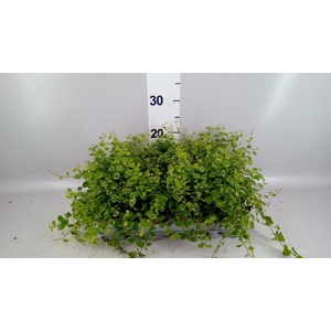 Ficus pumila 'White Sunny'