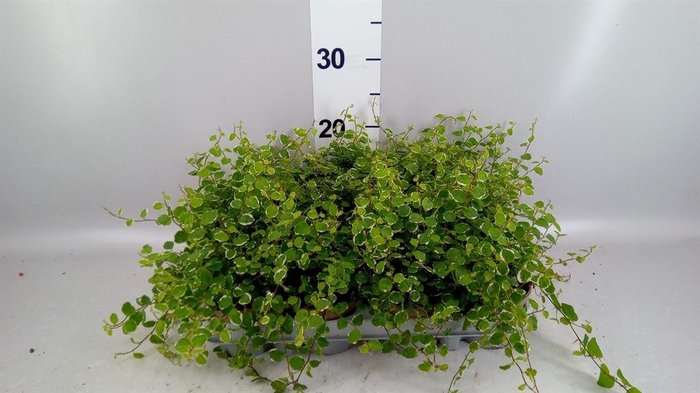 <h4>Ficus pumila 'White Sunny'</h4>