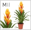 Vriesea Intenso Flame
