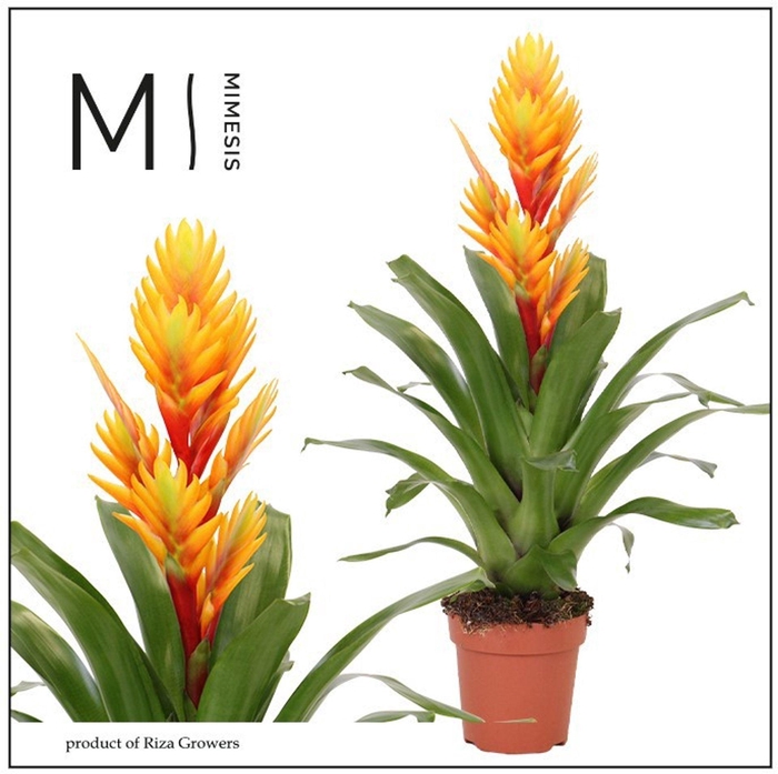 <h4>Vriesea Intenso Flame</h4>