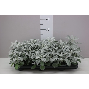 Senecio Cineraria