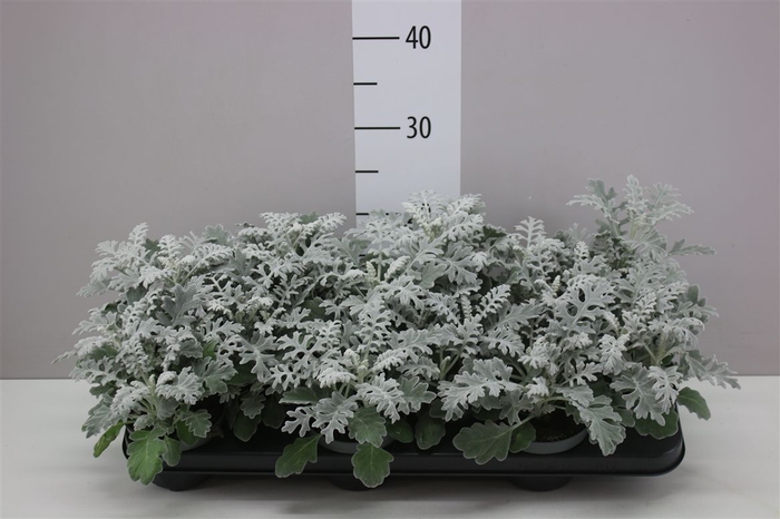 <h4>Senecio Cineraria</h4>
