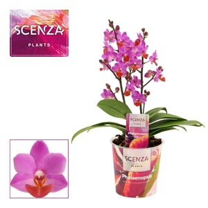 Phalaenopsis Table Mystery 2+ tak