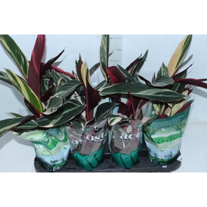 CALATHEA TRIALSTAR P12