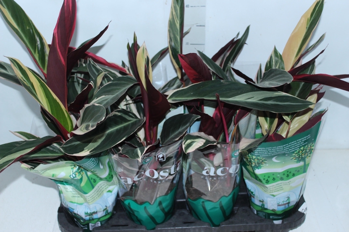 <h4>CALATHEA TRIALSTAR P12</h4>