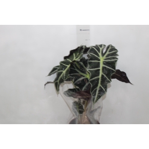 ALOCASIA POLLY P17