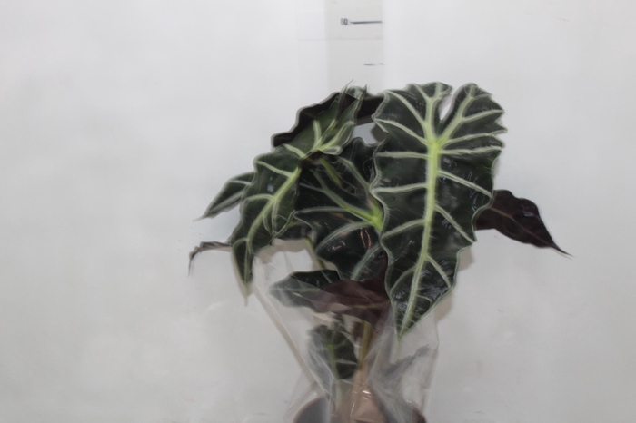 <h4>ALOCASIA POLLY P17</h4>