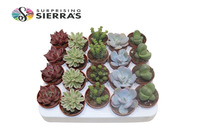 <h4>Sierra's® - Barcelona Succulent Mix (Collection)</h4>