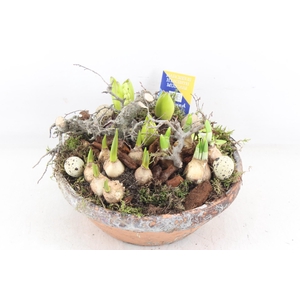 arr4 Bollenmix MB - Ker. hars schaal L x2