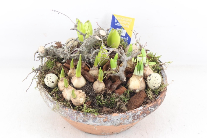 <h4>arr4 Bollenmix MB - Ker. hars schaal L x2</h4>