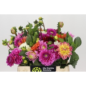 Dahlia Gemengd in bos