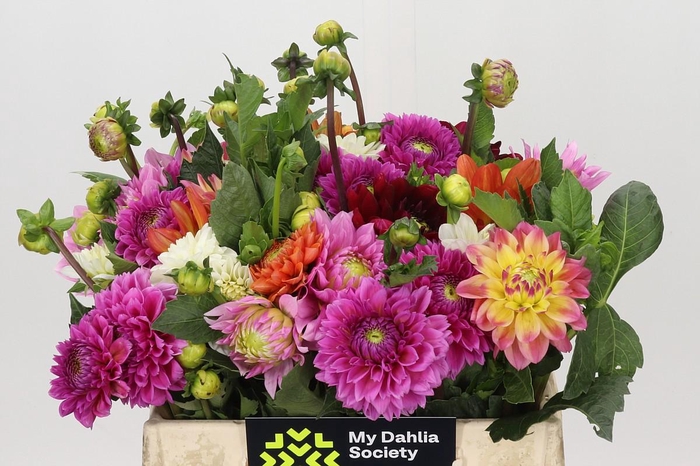 <h4>Dahlia Gemengd in bos</h4>