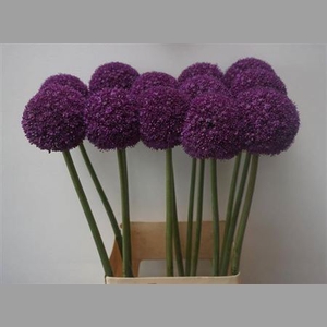 Allium Ambassador