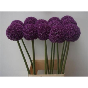 Allium Ambassador