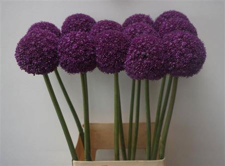 <h4>Allium Ambassador</h4>