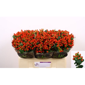 Hyp Tomato Flair Red 50 cm Marginpar