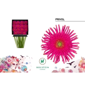 Gerbera large flowered curl-shaped Gerpasta Frivol