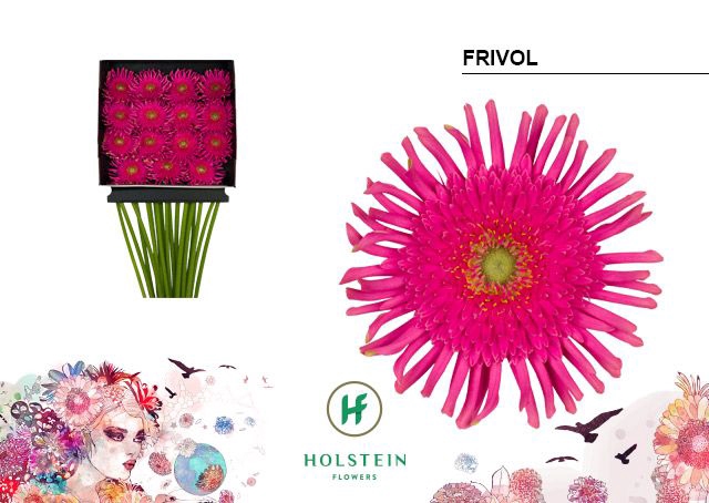 <h4>Gerbera large flowered curl-shaped Gerpasta Frivol</h4>