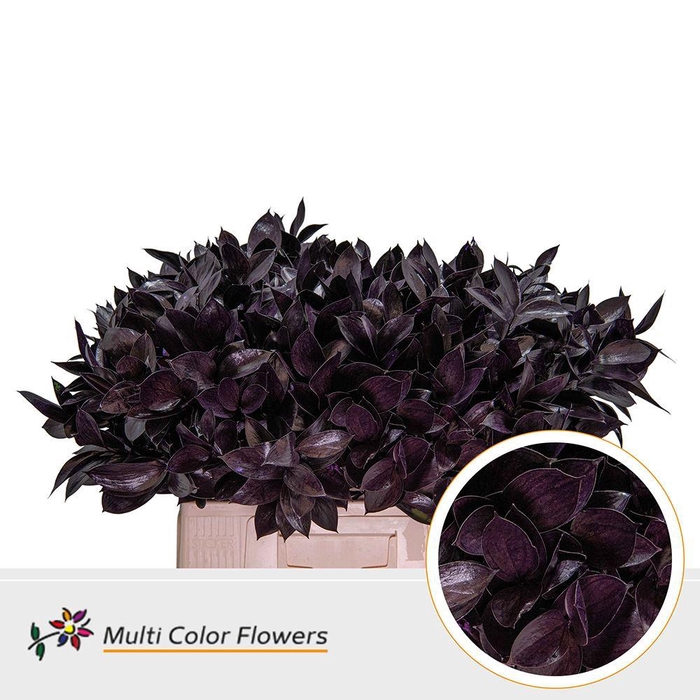 <h4>Ruscus   ...colored H%</h4>