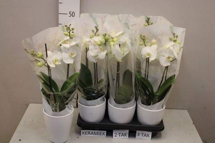 <h4>ARR PHAL MT</h4>