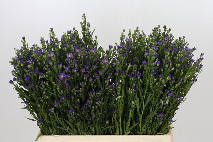 <h4>Aster Casamare</h4>