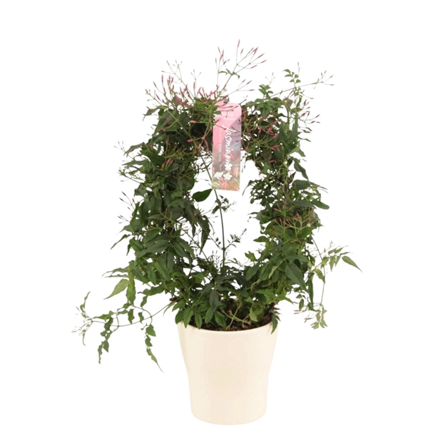 <h4>Jasminum Passion Dark Pink boog in Anna keramiek p13 (Jasmijn)</h4>