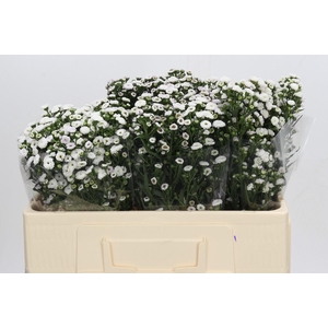 Aster Pompon White