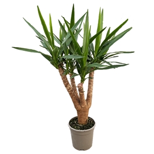 Yucca elephantipes vertakt