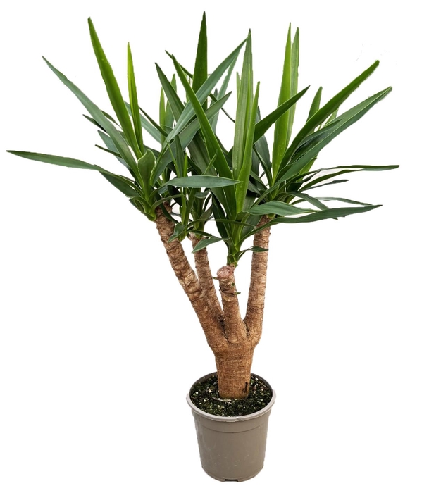 <h4>Yucca elephantipes vertakt</h4>