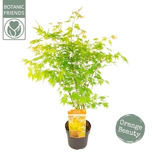 Acer palm. 'Orange Lace' ®