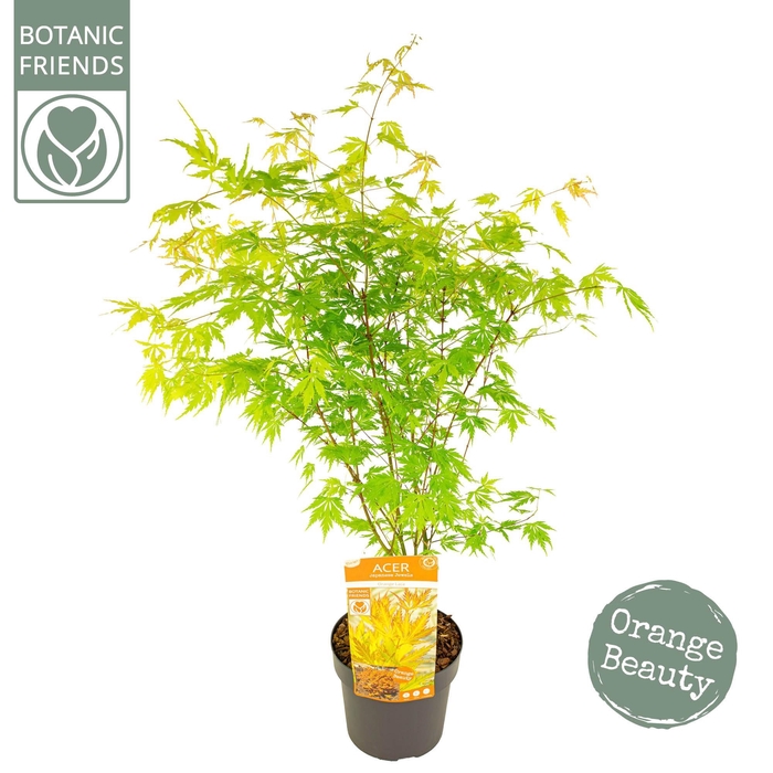 <h4>Acer palm. 'Orange Lace' ®</h4>
