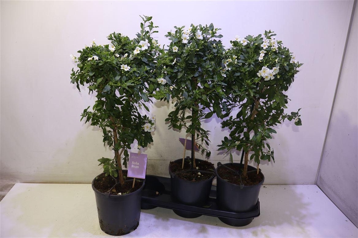 <h4>Solanum Ra Cha White</h4>