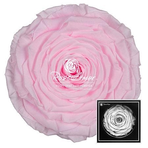 Xxl Pin99