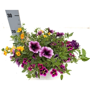 PERKPL GEM IN POT