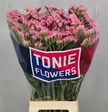 <h4>Lim S Amazon Birds</h4>