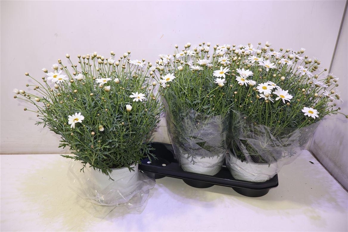 <h4>Arg Simba White</h4>