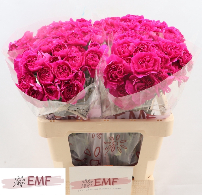 <h4>DI ST YARA+</h4>