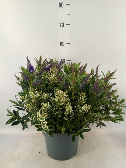 <h4>Hebe  'Addenda'   ...mix in pot</h4>