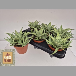 ALOE OV