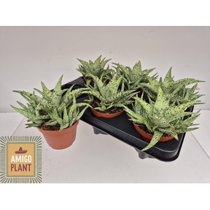 ALOE OV