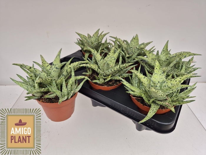 <h4>ALOE OV</h4>